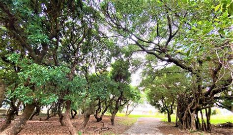 百年荔枝樹|都市綠洲！中市首座百年荔枝公園將化身祕境